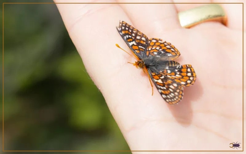 20 Most Endangered Butterfly Species Insectic