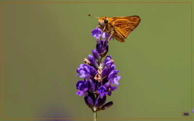 30 Butterfly Species in North Carolina Insectic