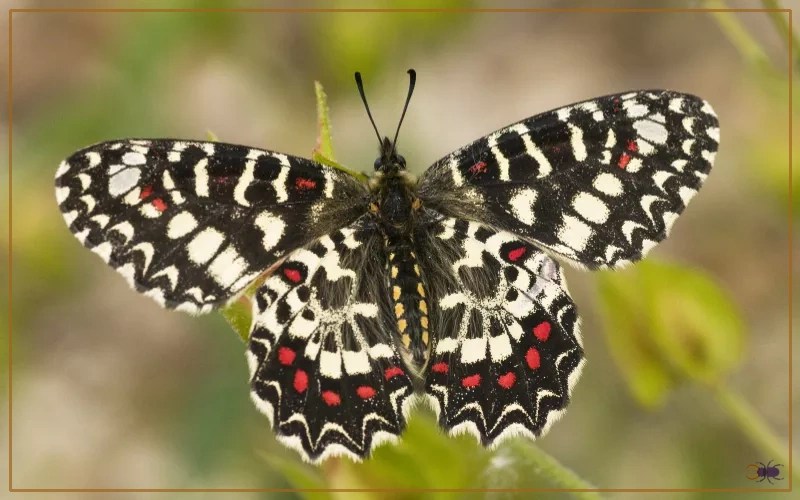 30 Butterfly Species in Spain Insectic