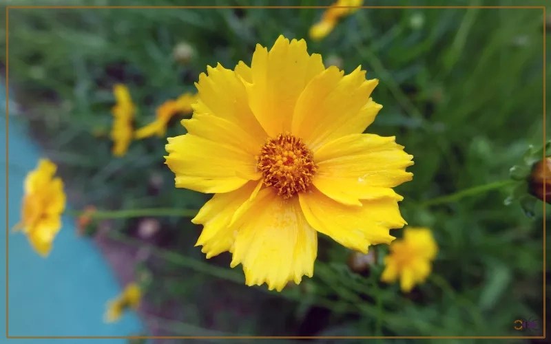 20 Plants That Attract Butterflies in Florida Insectic