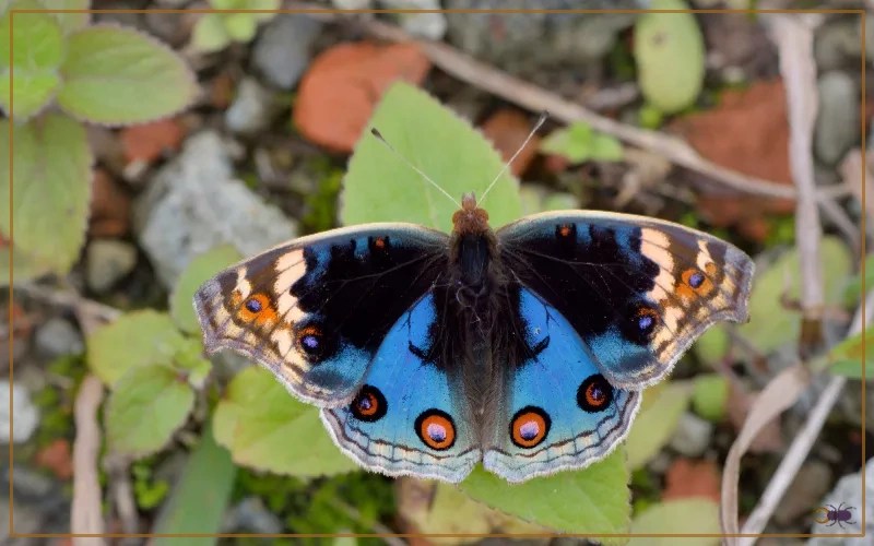 Blue Pansy Butterfly Identification, Life Cycle, and Behavior Insectic