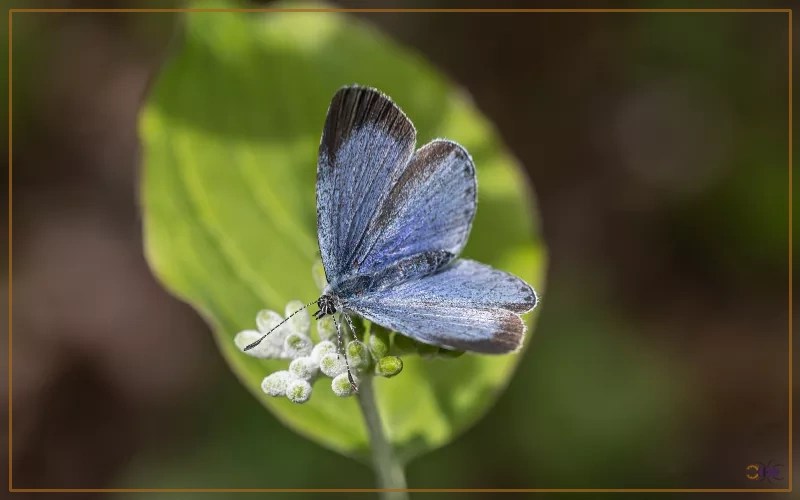 Holly Blue Butterfly Identification, Life Cycle, and Behavior Insectic