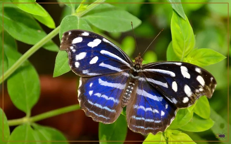 Royal Blue Butterfly Identification, Life Cycle, and Behavior Insectic
