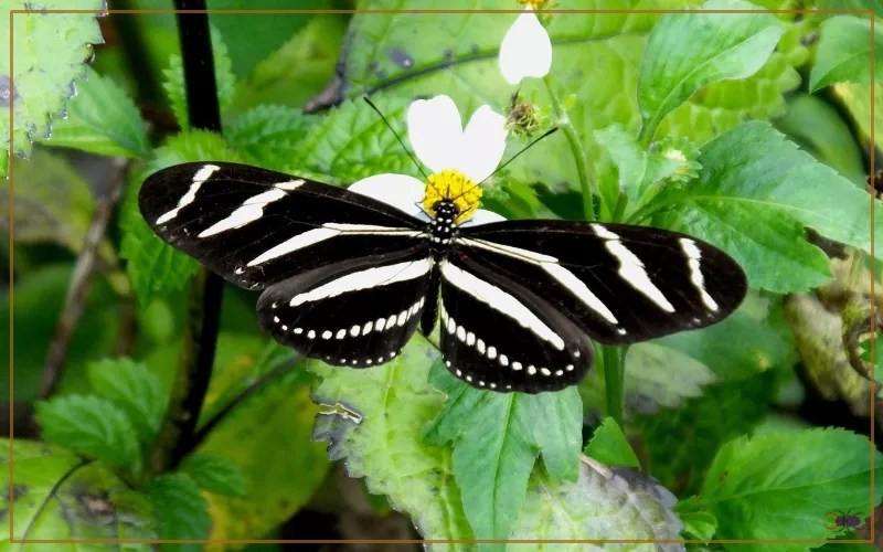 Zebra Longwing Butterfly Identification, Life Cycle, and Behavior