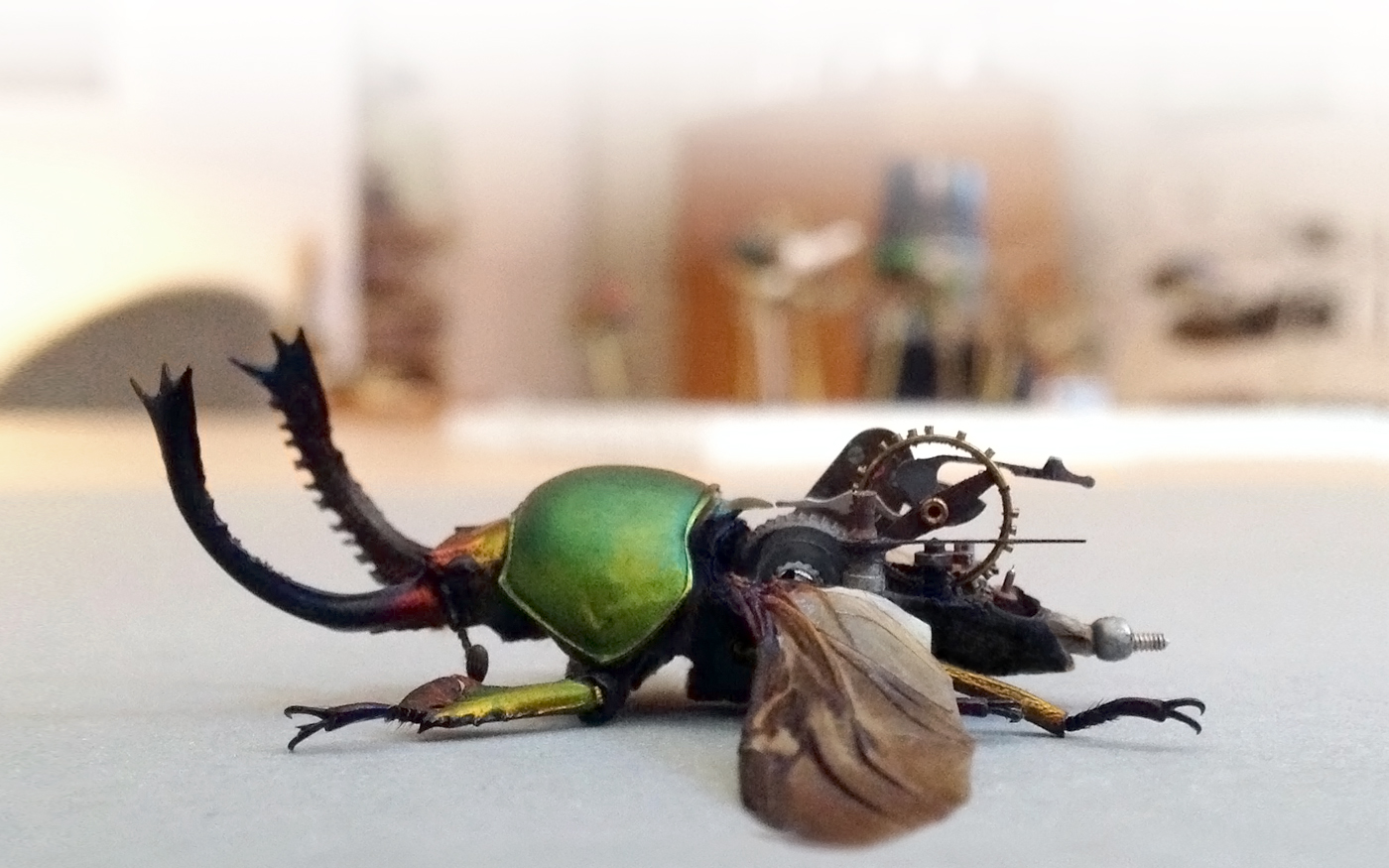 About Insect Lab Studio