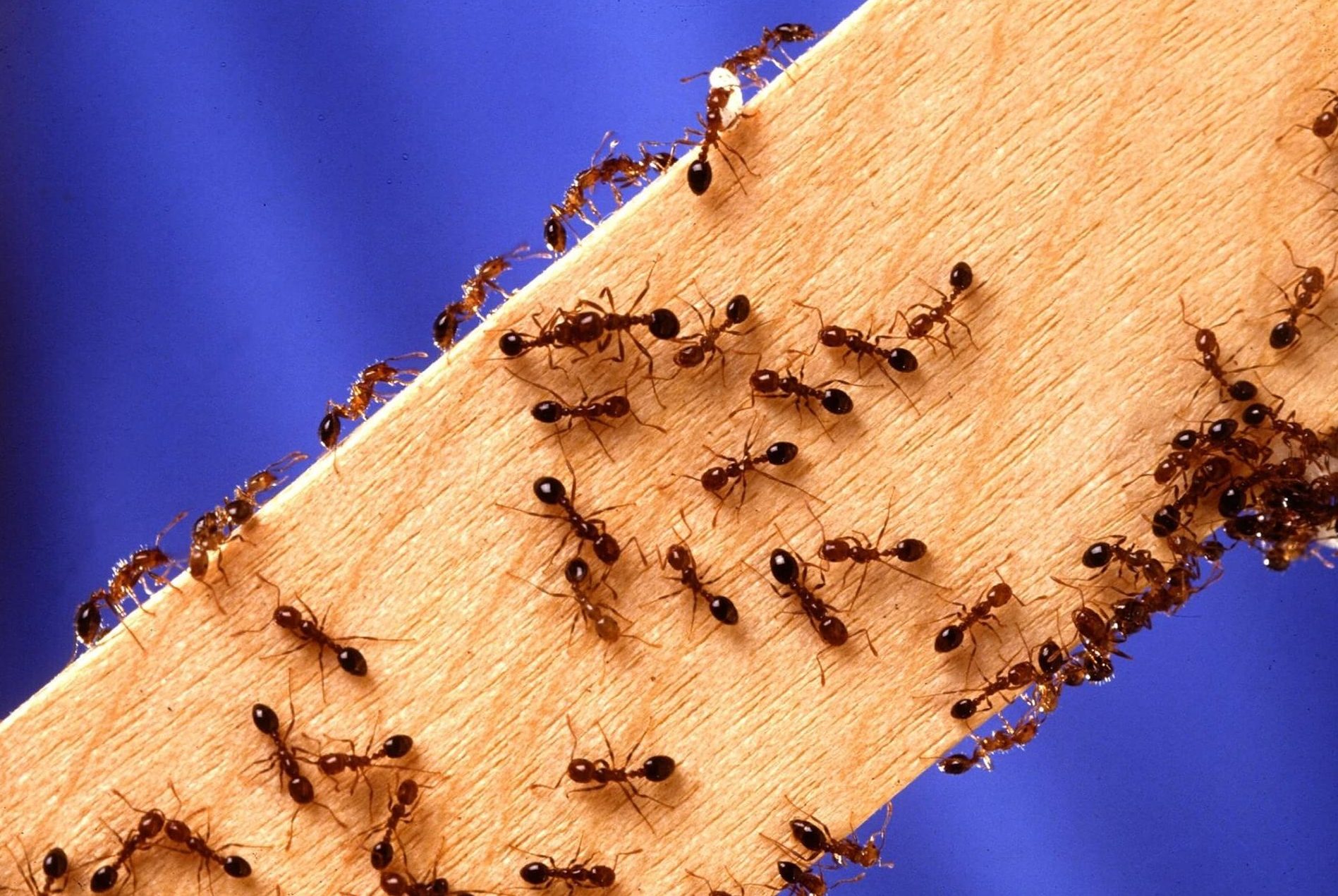 Best Natural Ways to Get Rid of Insects