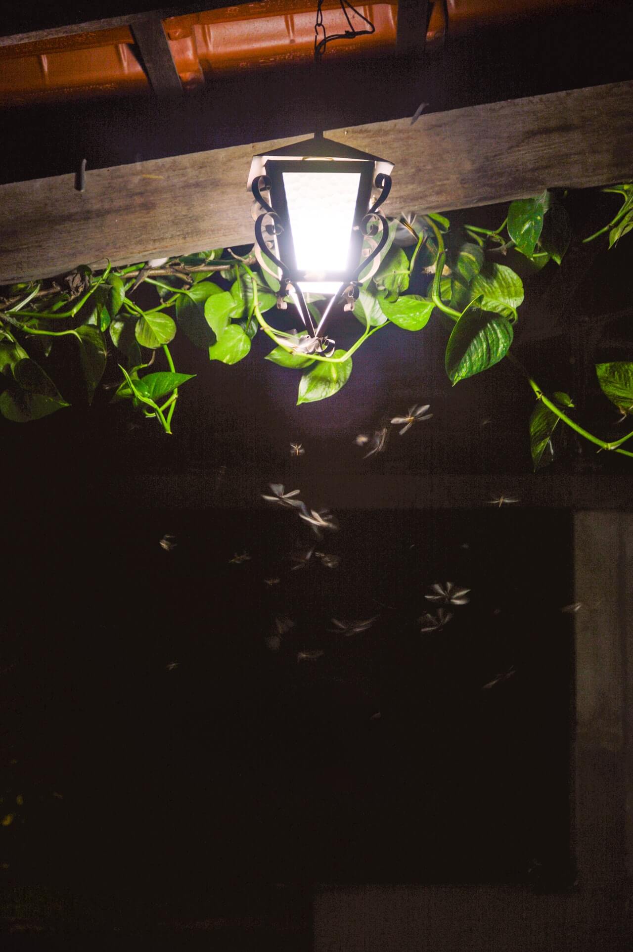 Are Mosquito Zappers Really Effective?