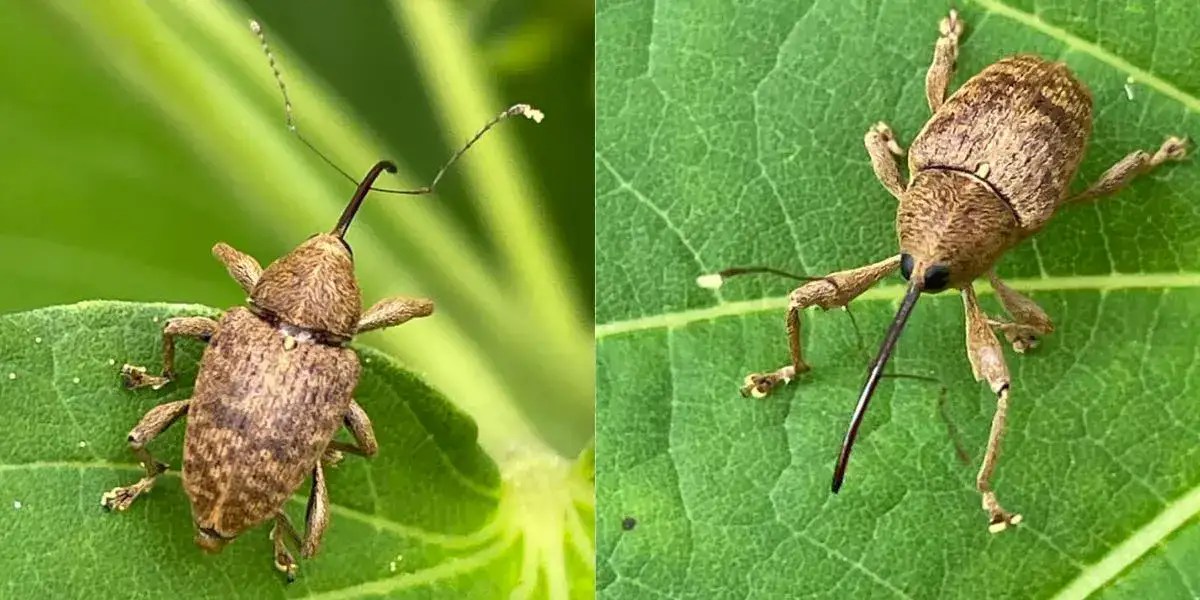 How to Identify Snout Beetle In House? Expert Guide In 2023