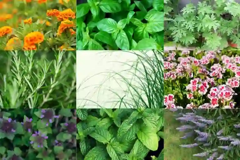 What Plants Do Mosquitoes Hate? Discover Nature's Repellents