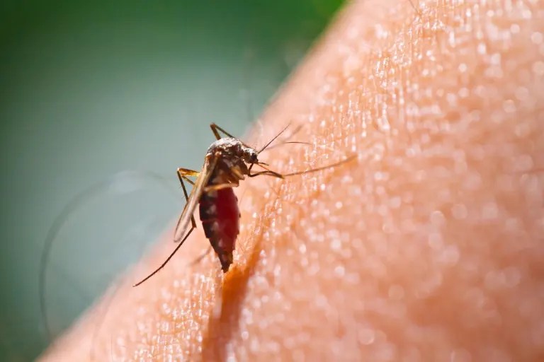 How Often Do Mosquitoes Bite? Truth Behind Mosquito Bites