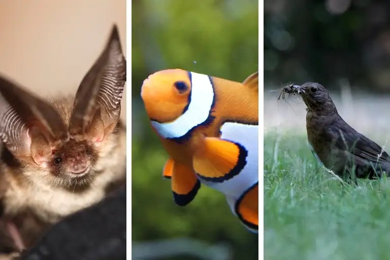 How to Attract Mosquito Predators Natural Techniques