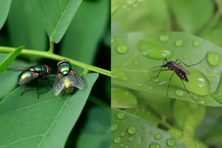 What Eats Flies And Mosquitoes Unveiling Nature's Allies