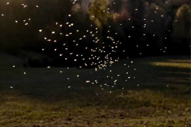 What Months Do Mosquitoes Come Out Seasonal Strategies