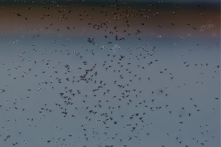 What Time Do Mosquitoes Come Out Nocturnal Nuisances