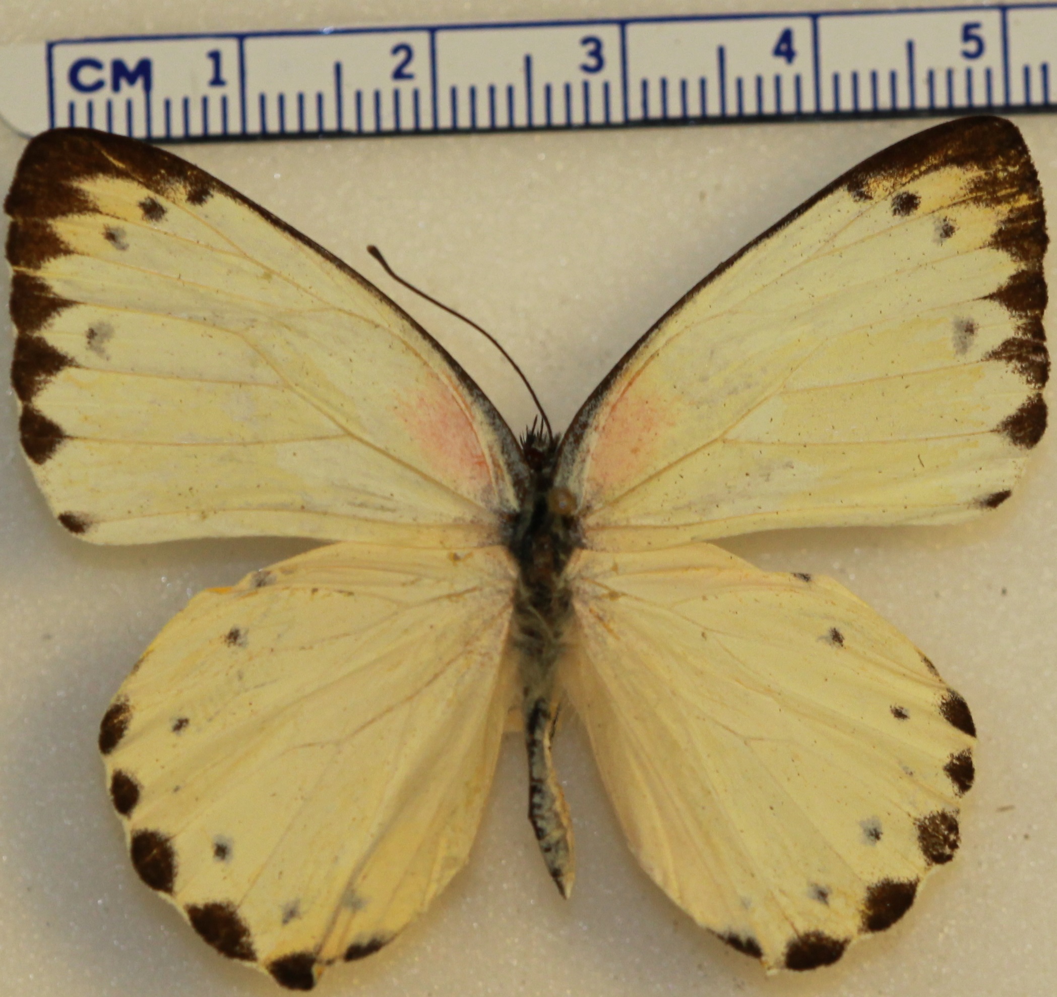 Appias sylvia · Davidson Insect Digitization Project