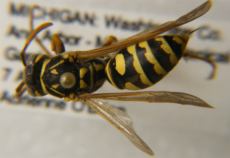 Social Vespidae of Michigan