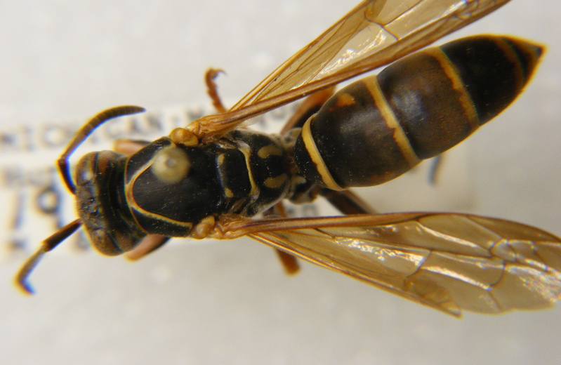 Social Vespidae of Michigan