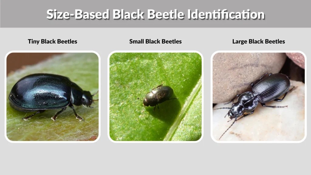 Black Beetles: Identification, Species, Household Infestations & How to