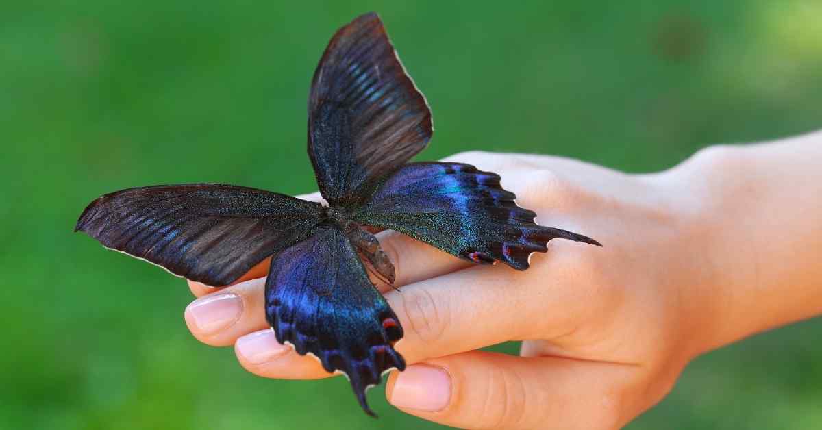 Do Butterflies Recognize Humans? Insects Authority