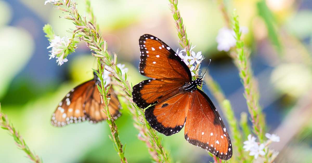Do Butterflies Have Intestines? Insects Authority