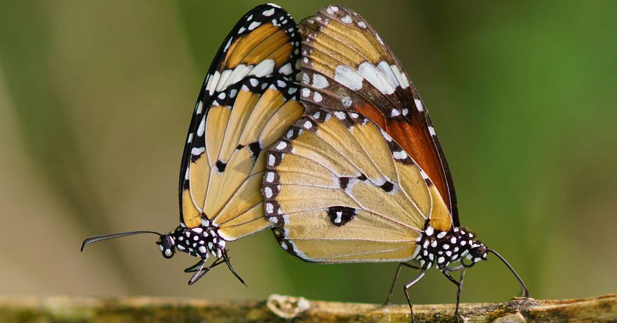 Do Butterflies Have Testicles? Insects Authority