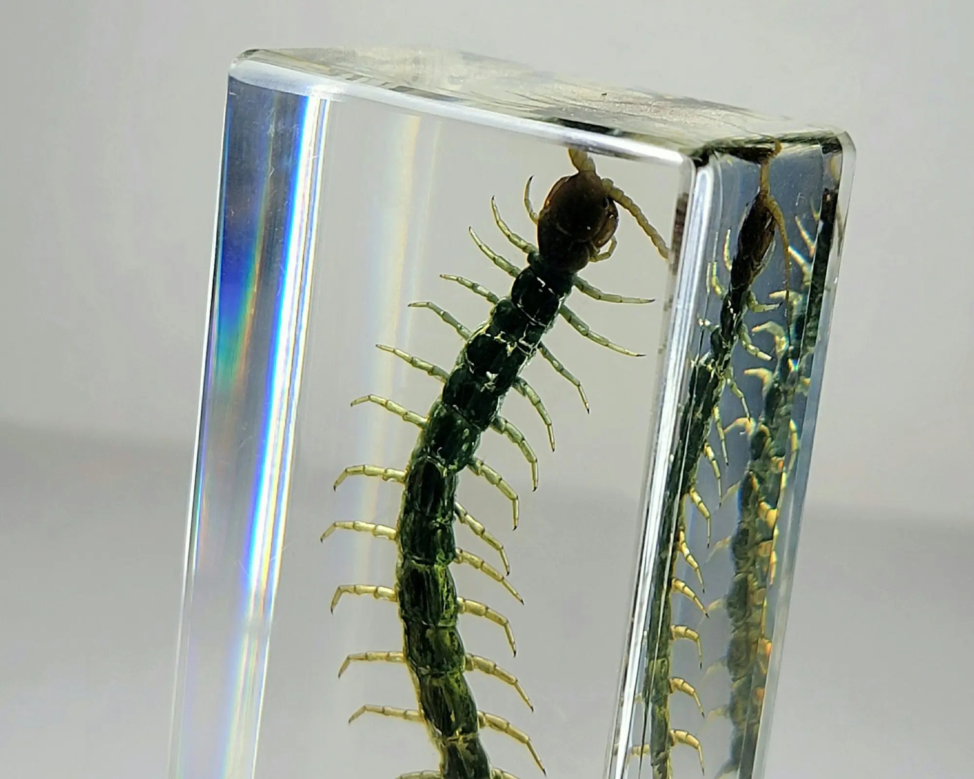 Tiny Centipede in Resin, Scolopendra subspinipes mutilans - Insects In