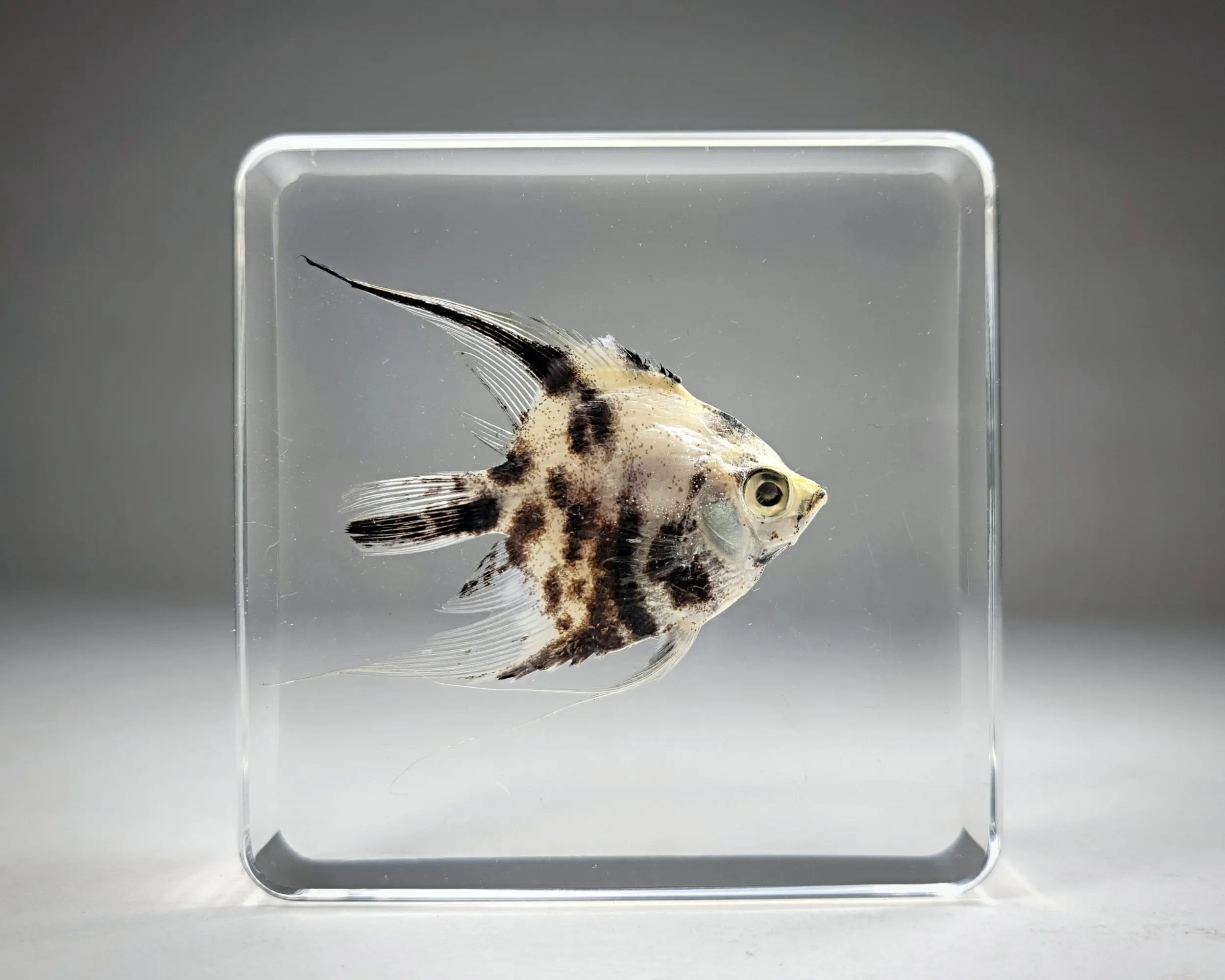 Freshwater Angelfish in Resin, Pterophyllum scalare Insects In Resin