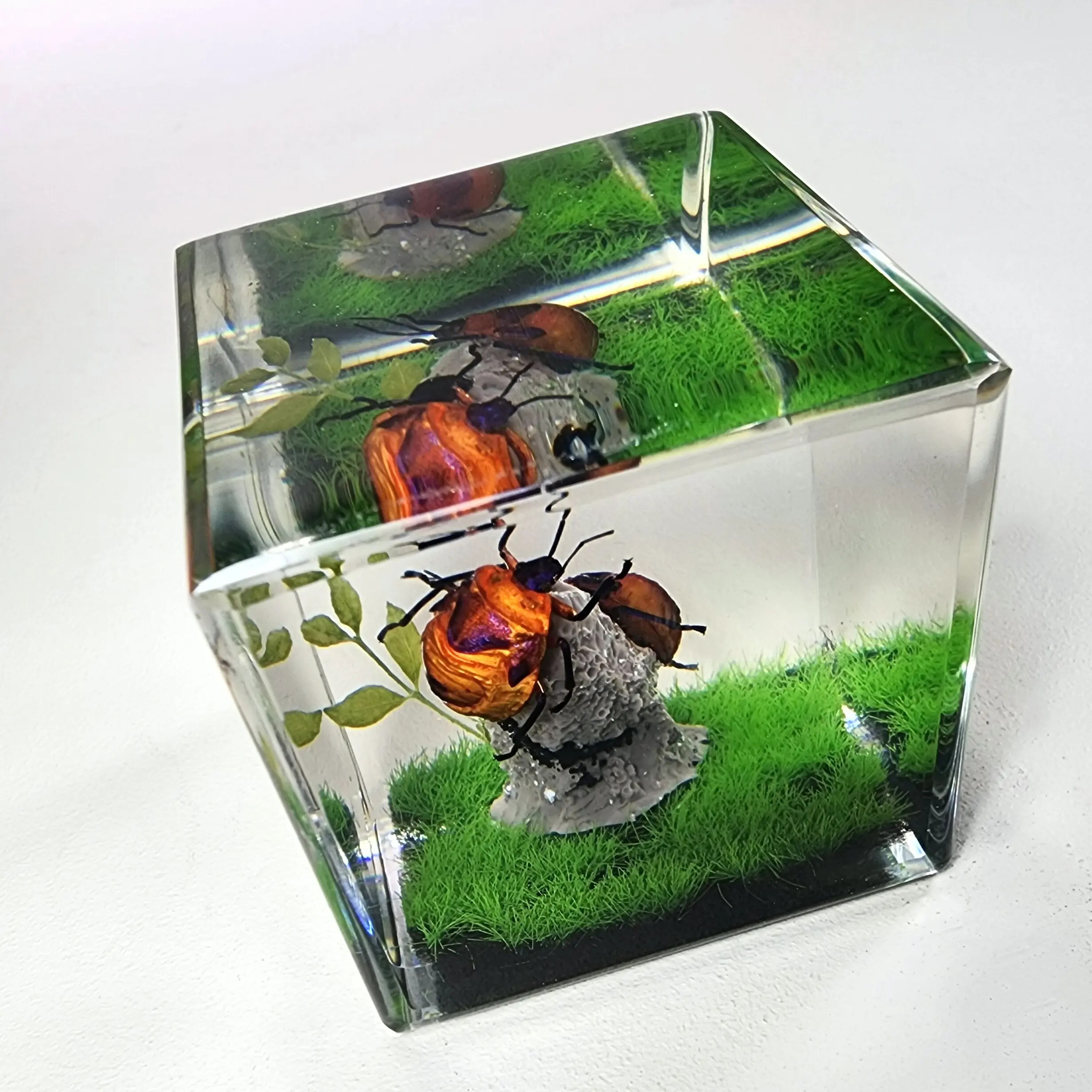 Tea Shield Bug in Resin, Insect Diorama, Poecilocoris latus Insects