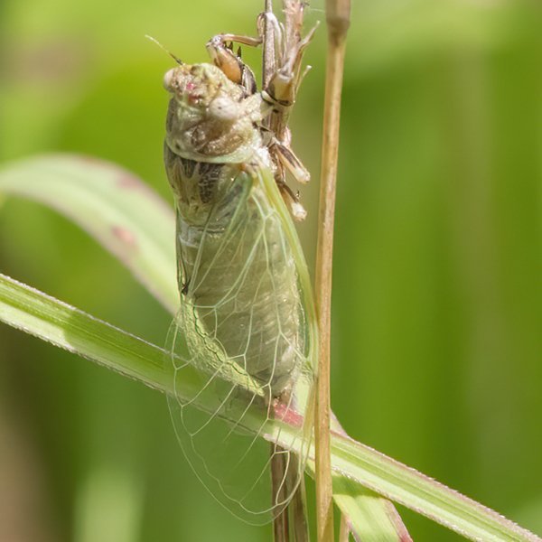 None (Cicadetta calliope) Insects of Iowa