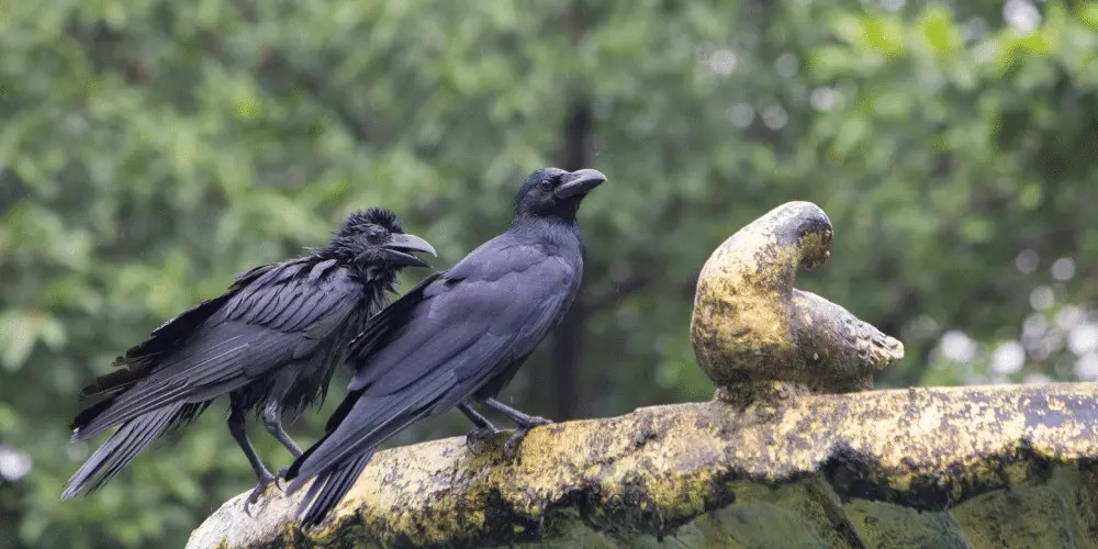 The Spiritual Meaning of Seeing 2 Black Crows