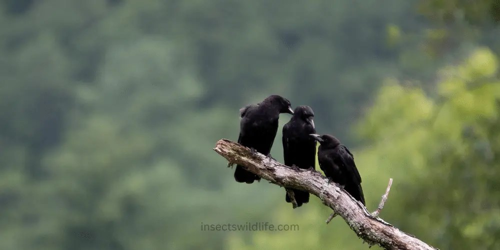 The Spiritual Meaning and Symbolism of Seeing 3 Crows