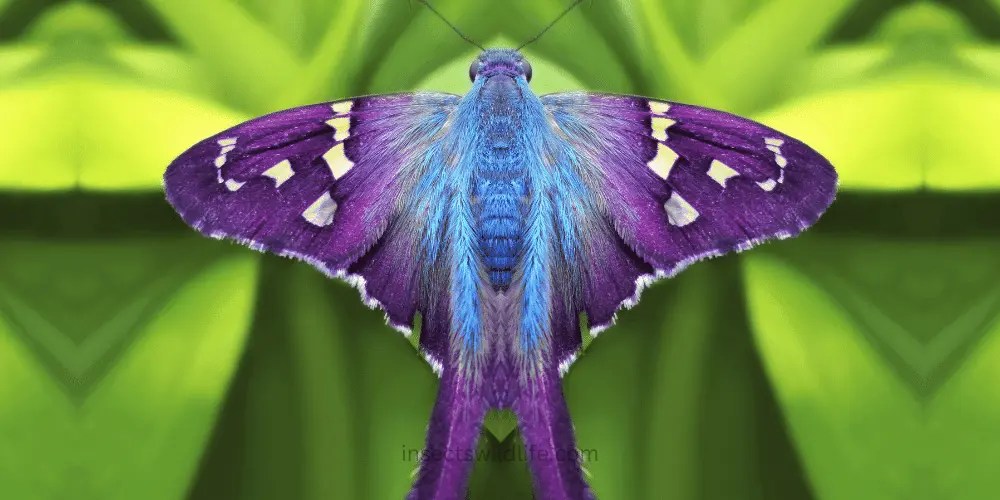 Purple Butterflies Complete Guide to These Vibrant Insects