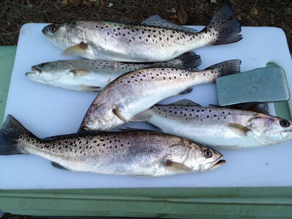 Fishing report Savannah,Ga Adventuring the Outdoors