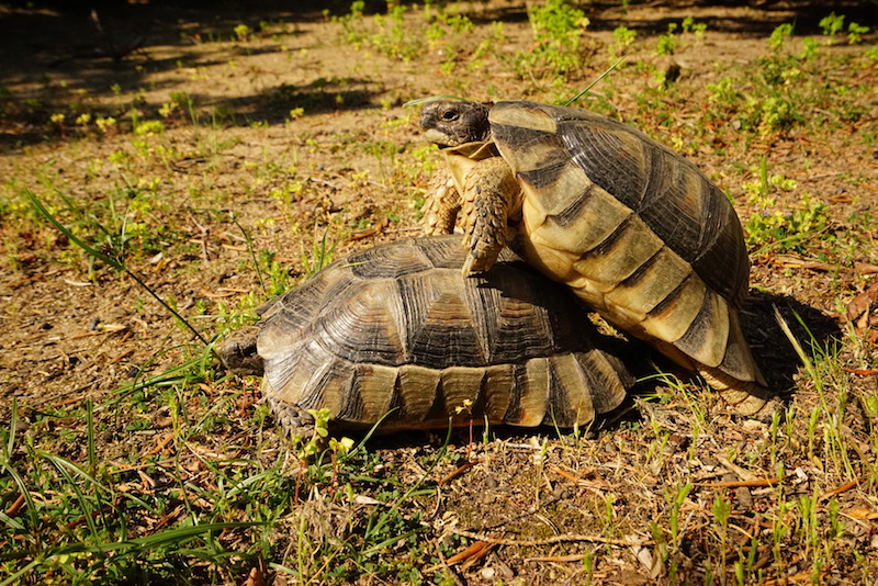 Schildkröten auf Sardinien und die Sexismusdebatte