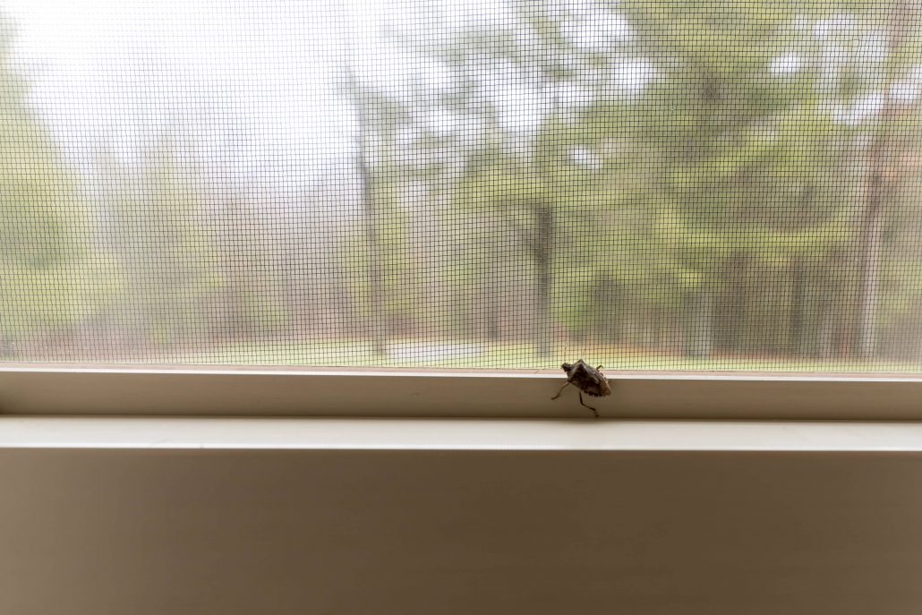 Do Stink Bugs Fly Inside & Out Property Inspectors
