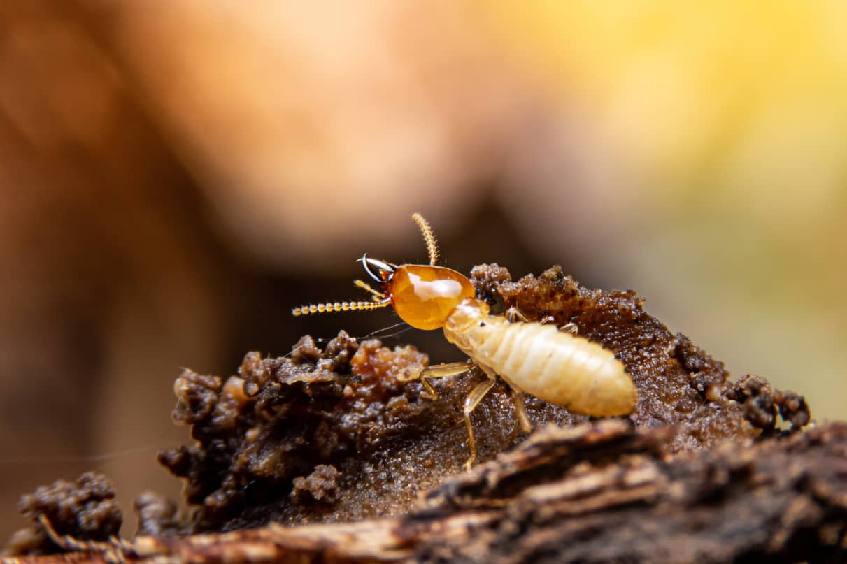Where Do Termites Come From Inside & Out Property Inspectors