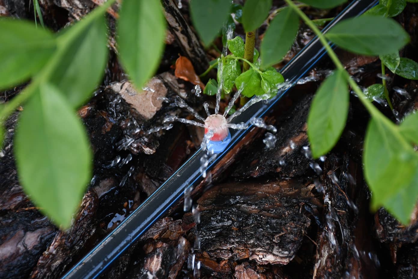 How Long to Run Drip Irrigation For Shrubs Inside & Out Property