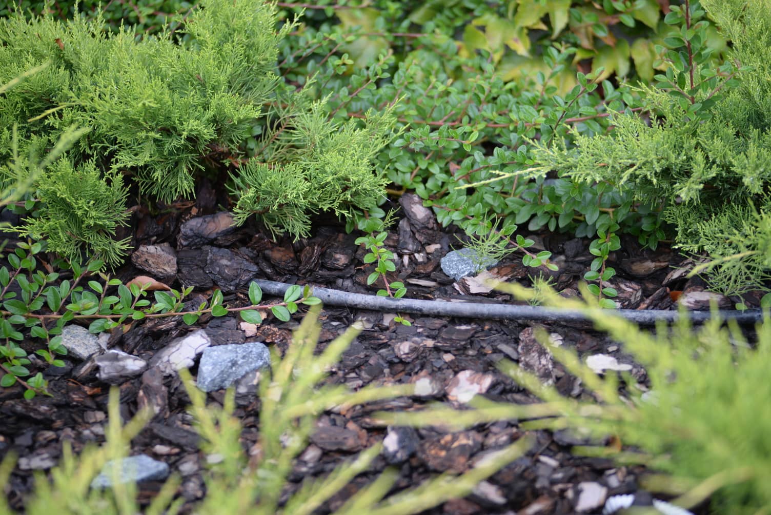 How Long to Run Drip Irrigation For Shrubs Inside & Out Property