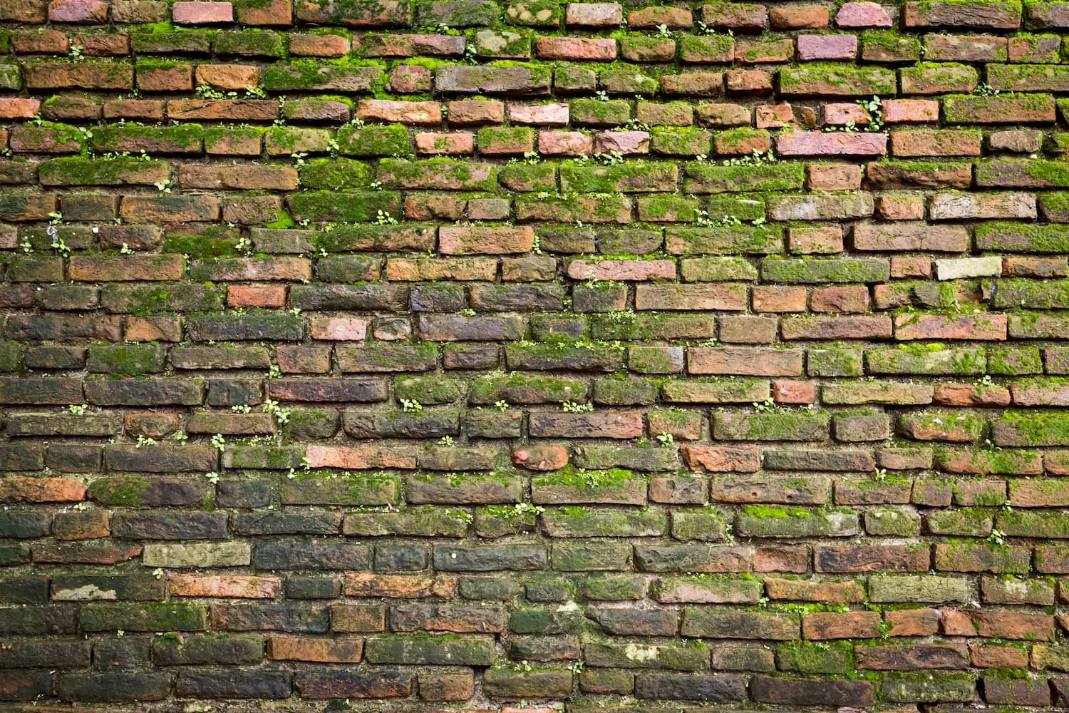 How To Kill Moss On Brick Inside & Out Property Inspectors