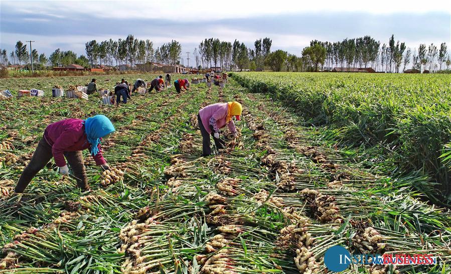 5,000 Bauchi Farmers Register For Ginger Production Programme