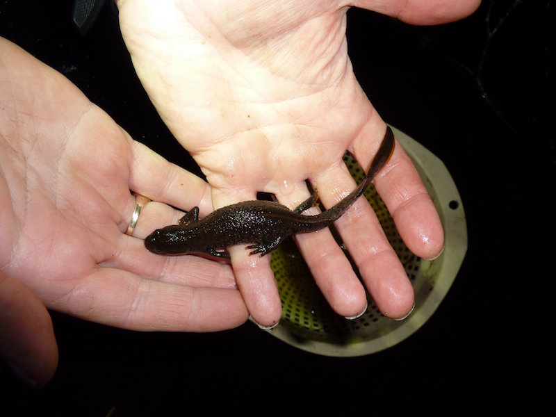 Refining the great crested newt HSI for Scotland Inside Ecology