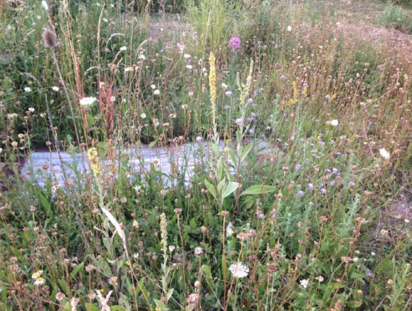 Connecting people with nature Brownfield gardening Inside Ecology