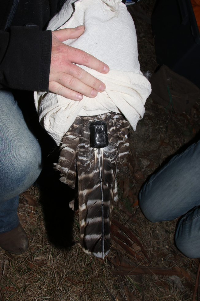 Tracking the untrackable Where do Melbourne’s powerful owls go at