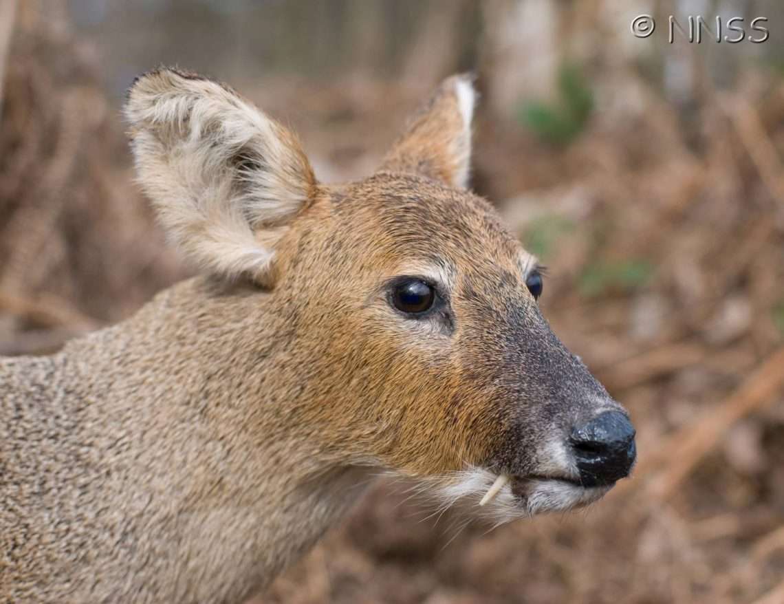 Invasive nonnative species (UK) Chinese water deer Inside Ecology