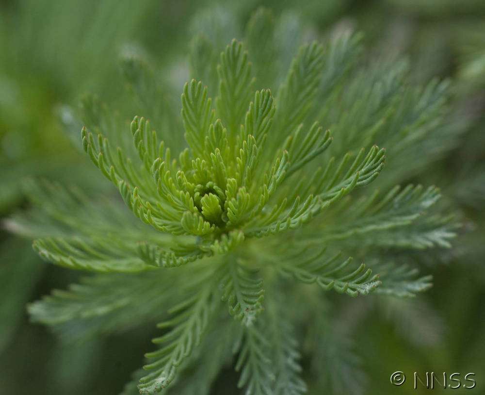 Invasive nonnative species (UK) Parrot’s feather Inside Ecology