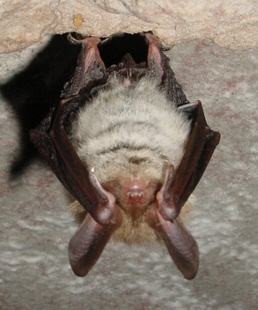 Bechstein's bat Inside Ecology