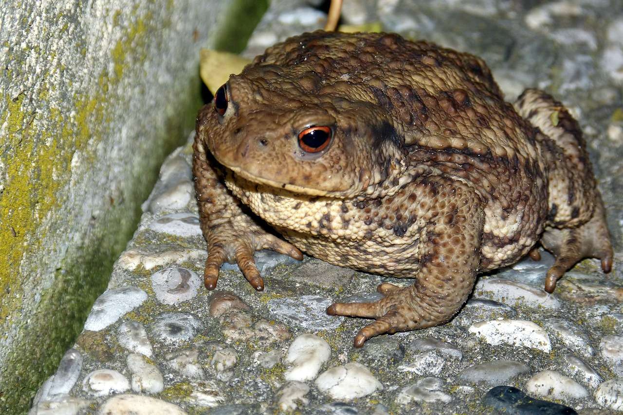 The toad fly, Lucilia bufonivora, in common toads Inside Ecology