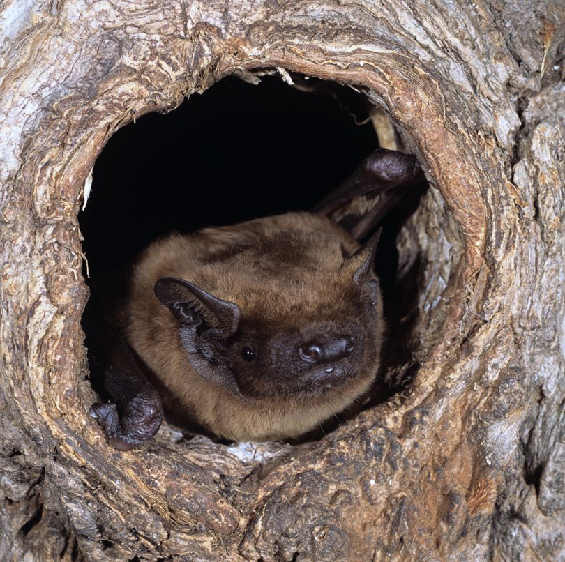 Multicultural creatures of habit longterm study reveals migratory