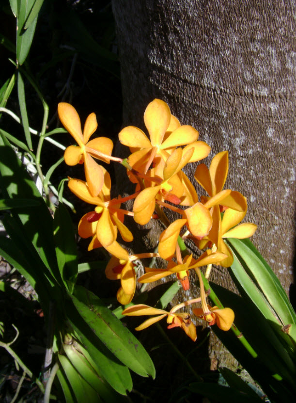 Travel Photo Thursday Jamaican Orchids InsideJourneys