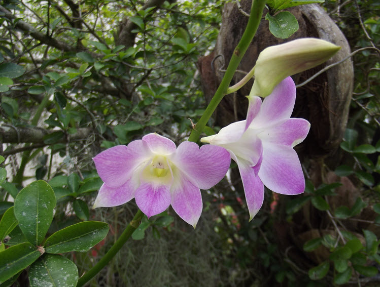 Travel Photo Thursday Jamaican Orchids InsideJourneys